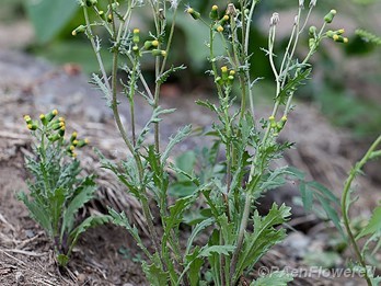 Plant form
